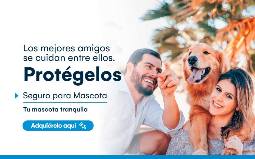 Ahorrar en los gastos de las mascotas de la casa es posible con estos consejos